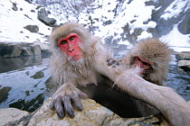 Japanese macaque being groomed in hot thermal spring {Macaca fuscata} Joshin-etsu NP, Japan