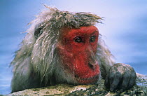 Japanese macaque {Macaca fuscata} 29-year-old female in hot thermal spring, Joshin-etsu NP, Japan