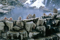 Japanese macaques warming up in hot thermal spring pool {Macaca fuscata} Joshin-etsu NP, Japan