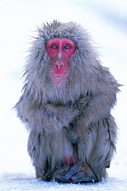 Japanese macaque sitting portrait {Macaca fuscata} Joshin-etsu NP, Japan