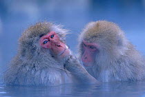 Japanese macaques grooming in hot thermal spring {Macaca fuscata} Joshin-etsu NP, Japan. These primates can survive winter temperatures below -15 degrees by bathing in the springs