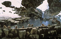 Japanese macaque {Macaca fuscata} group warming in hot thermal pool, Joshin-etsu NP, Japan