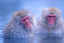Japanese macaques warming in hot thermal spring {Macaca fuscata} Joshin-etsu NP, Japan