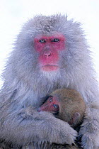 Japanese macaque mother holding baby  {Macaca fuscata} Joshin-etsu NP, Japan