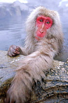 Japanese macaque warming in hot thermal spring {Macaca fuscata} Joshin-etsu NP, Japan