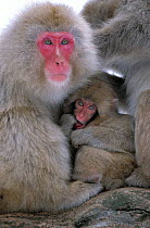 Japanese macaque mother with baby  {Macaca fuscata} Joshin-etsu NP, Japan