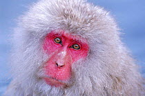 Japanese macaque head portrait {Macaca fuscata} Joshin-etsu NP, Japan