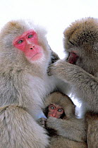 Japanese macaques grooming {Macaca fuscata}  Joshin-etsu NP, Japan