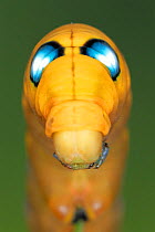 Oleander hawkmoth caterpillar showing eye spots for defense {Daphnis nerii}