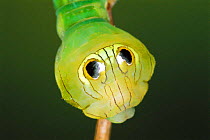 Silkmoth caterpillar with eye spots to mimic snake {Oxytenis modestia} Guanacaste, Costa Rica, Central America