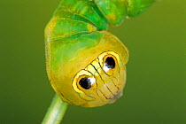 Silkmoth caterpillar with eye spots to mimic snake {Oxytenis modestia} Guanacaste, Costa Rica