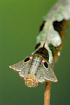 Silkmoth caterpillar with eye spots to mimic snake {Oxytenis beprea} Guanacaste, Costa Rica