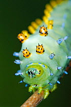 Cecropia moth caterpillar close up with warning coloration {Hyalophora cecropia} North America
