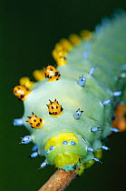 Cecropia moth caterpillar with warning coloration {Hyalophora cecropia} North America