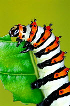 Moon moth caterpillar feeding, showing warning stripes {Rothschildia erycina} Guanacaste, Costa Rica, Central America