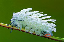 Atlas moth caterpillar with wax coating for protection from parasites {Attacus atlas} Malaysia