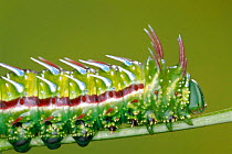 Saturniid moth caterpillar with warning colouration {Syssphinx mexicana} Guanacaste, Costa Rica