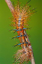 Saturniid moth caterpillar with defense spines {Automeris banus} Guanacaste, Costa Rica