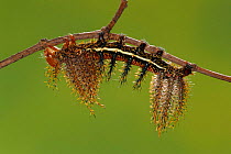 Saturniid moth caterpillar with spines {Automeris boops} Peru