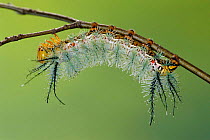 Moon moth caterpillar with defence spines {Gamelia rindgei} Peru