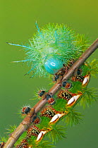 Saturniid moth caterpillar with defence spines {Automeris zozine} Costa Rica