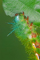 Saturniid moth caterpillar feeding on leaf {Automeris zozine} Costa Rica, Central America