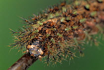 Giant silkworm moth caterpillar with defence spines {Lonomia cyniva} Carabobo, Venezuela