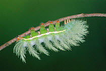 Moon moth caterpillar with defence spines {Automeris chaconia} Peru