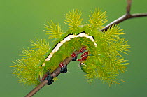 Saturniid moth caterpillar with defence spines {Automeris amanda} Argentina, South America
