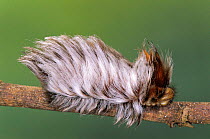 Flannel moth {Megalopygidae} with hairs for defence. Guanacaste, Costa Rica