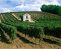 Mature vineyard in late summer, Cahors region, France