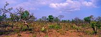 Typical Cerrado habitat recovering after seasonal manmade fires, NE Brazil, Piaui State , South America