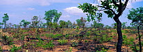 Typical Cerrado habitat recovering after seasonal manmade fires, NE Brazil, Piaui State, South America