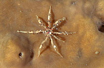 Sea spider {Pycnogonida} on sponge, Sulawesi, Indonesia