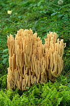Coral fungus {Ramaria sp} Austrian tyrol, Alps, Europe