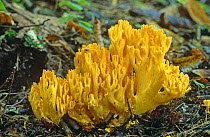 Yellow coral fungus {Ramaria sp} Austrian tyrol, Alps, Europe