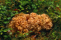 Cauliflower fungus {Sparassis crispa} Cairngorms, Scotland, UK