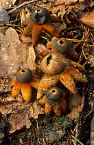 Earthstar fungi {Astraeus sp} Alps, Italy