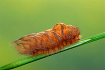 Flannel moth caterpillar covered with protective 'fur' {Megalopygidae} Costa Rica