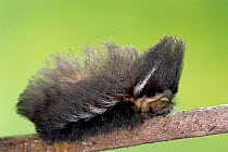 Flannel moth caterpillar covered with protective fur / hairs {Megalopygidae} Costa Rica