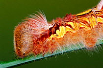 Brush footed butterfly caterpillar with spines {Morpho amathonte} Costa Rica