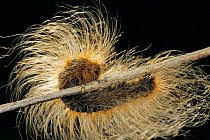 Tiger moth caterpillar with protective hairs {Arctiidae} Comoe NP, Ivory Coast, West Africa