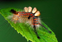 Common vapourer moth caterpillar with protective spines / hairs {Orgyia antiqua} Germany