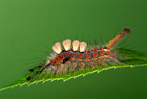 Common vapourer moth caterpillar with protective spines / hairs {Orgyia antiqua} Germany
