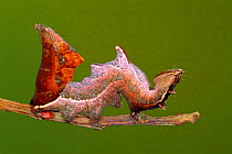 Cryptic moth caterpillar {Notodonta ziczac} Germany