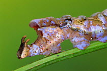 Cryptic butterfly larva {Archaeoprepona sp} Guanacaste, Costa Rica