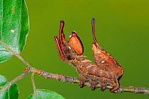 Cryptic Lobster moth caterpillar mimics ant {Stauropus fagi} Germany