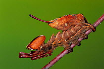 Cryptic Lobster moth caterpillar mimics ant {Stauropus fagi} Germany