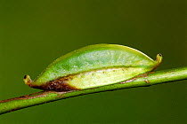 Slug moth caterpillar mimics seed pod {Perola sp} Guanacaste, Costa Rica, Central America