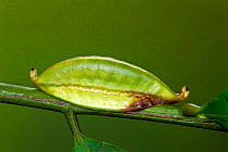 Slug moth caterpillar mimics seed pod {Perola sp} Guanacaste, Costa Rica